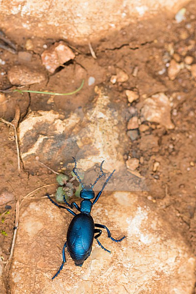Meloe violaceus - Violet oil beetle - Violetter Ölkäfer, France (Alsace), imago stock-image by Agami/Ralph Martin,