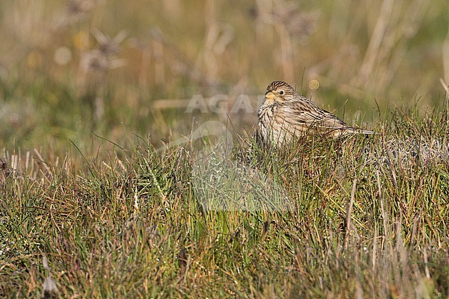 Corn Bunting - Grauammer - Miliaria calandra ssp. calandra, Spain, adult stock-image by Agami/Ralph Martin,