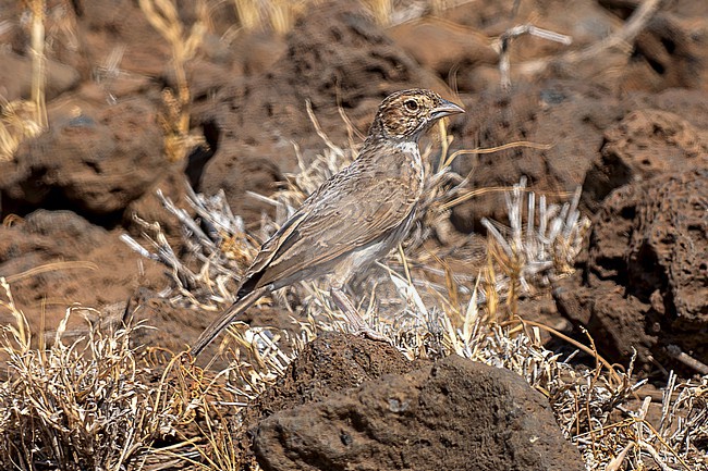Williams's Lark (Mirafra williamsi) perched on the ground in lava field in northern Kenya. This species is restricted to rocky, lava-strewn plains in semi-desert, in two areas of Kenya. stock-image by Agami/Andy & Gill Swash ,