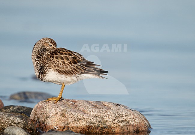 Gestreepte strandloper in rust, Pectoral Sandpiper resting stock-image by Agami/Markus Varesvuo,