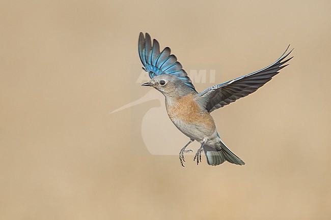 Adult female
Santa Barbara Co., CA
November 2022 stock-image by Agami/Brian E Small,