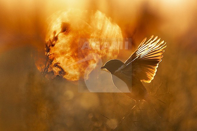 European Stonechat (Saxicola rubicola) in Italy. stock-image by Agami/Daniele Occhiato,