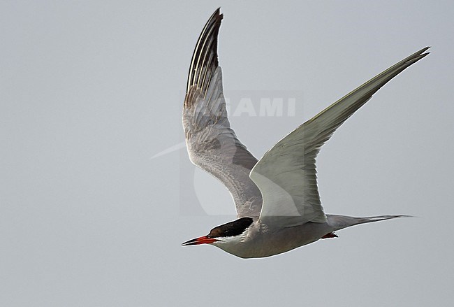 Summer plumage White-cheecked Tern (Sterna repressa) along the coast near Jeddah, Saudi Arabia. stock-image by Agami/Eduard Sangster,