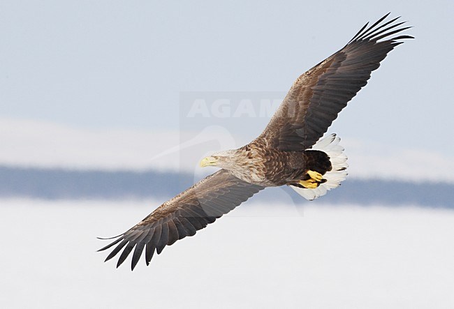 Zeearend onvolwassen vliegend; White-tailed Eagle immature flying stock-image by Agami/Markus Varesvuo,
