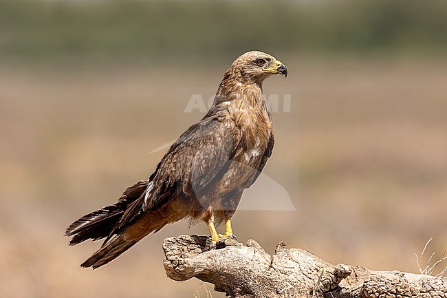 Side view of a 2nd Calender Year Black Kite stock-image by Agami/Onno Wildschut,