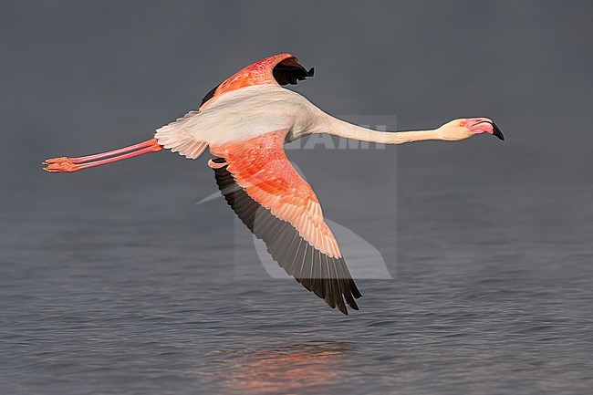 Adult Greater Flamingo (Phoenicopterus roseus) in flight low over a lagoon. stock-image by Agami/Daniele Occhiato,