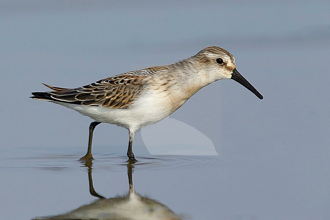 First-winter Western Sandpiper (Calidris mauri)
Deschutes Co., OR
August 2015 stock-image by Agami/Brian E Small,
