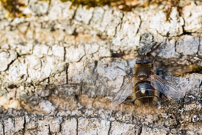 Tachina ursina, Germany (Baden-Württemberg), imago stock-image by Agami/Ralph Martin,