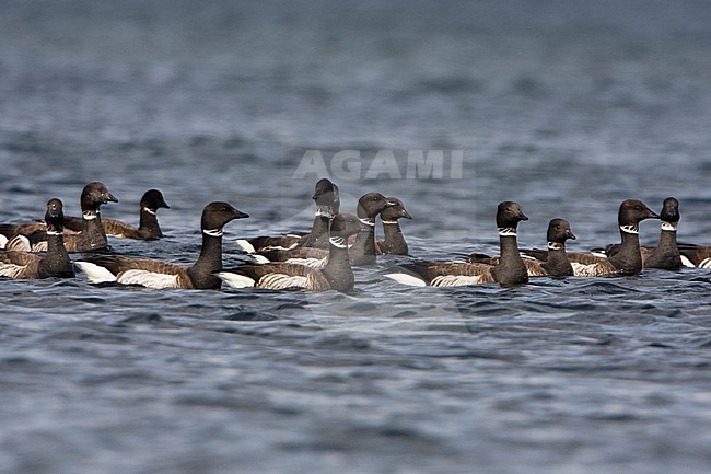 Zwarte Rotgans, Black Brant, Branta nigricans stock-image by Agami/Glenn Bartley,