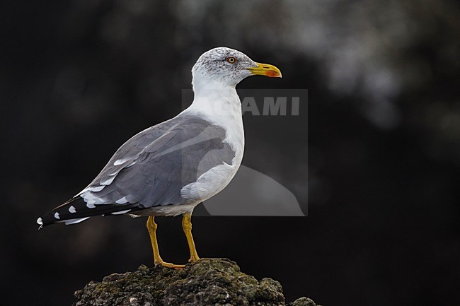 Azoren Geelpootmeeuw, Azorean Yellow-legged Gull stock-image by Agami/Daniele Occhiato,