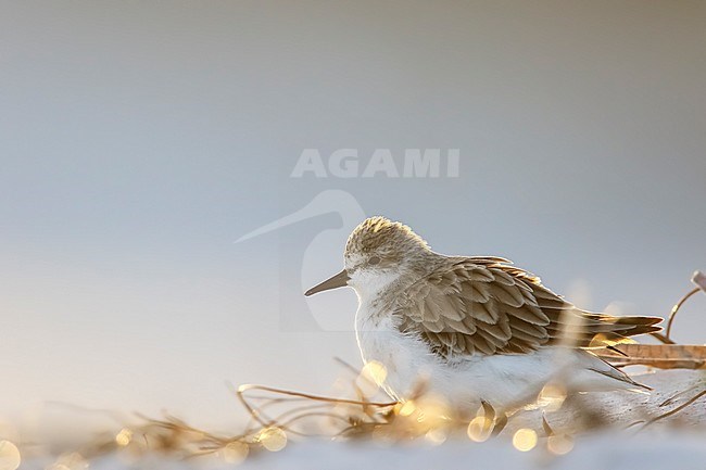 Red-necked Stint (Calidris ruficollis), standing on beach stock-image by Agami/Georgina Steytler,