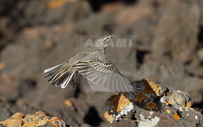 Berthelot's Pipit (Anthus berthelotii berthelotii) in flight at la Rasca, Tenerife, Canary Islands stock-image by Agami/Helge Sorensen,