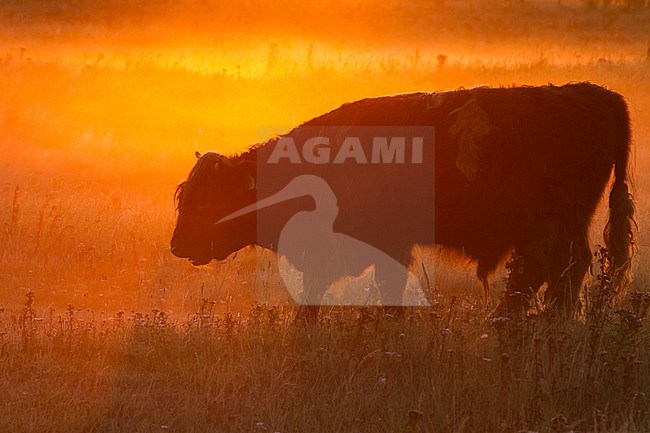 Scottish highland cow during early morning on Lentevreugd in the Netherlands. stock-image by Agami/Menno van Duijn,