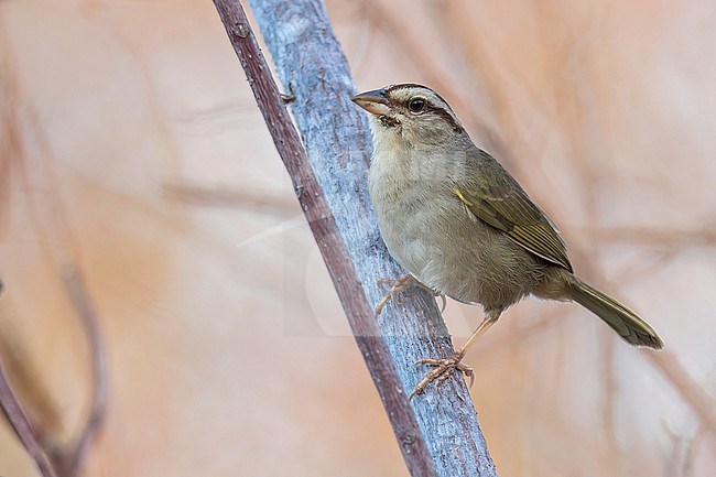 Olive Sparrow (Arremonops rufivirgatus) perched on a branch in Oaxaca, Mexico. stock-image by Agami/Glenn Bartley,