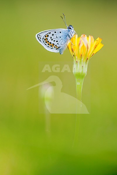 Heideblauwtje, Silver-studded Blue stock-image by Agami/Wil Leurs,