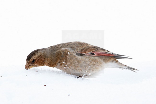 Mannetje Atlasbergvink in sneeuw; Male African Crimson-winged Finch in snow stock-image by Agami/Markus Varesvuo,