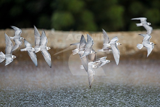 Witvleugelsterns in vlucht, White-Winged Black Tern in flight stock-image by Agami/Daniele Occhiato,