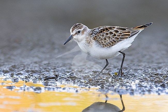 Migrant Little Stint (Calidris minuta) in Italy. stock-image by Agami/Daniele Occhiato,