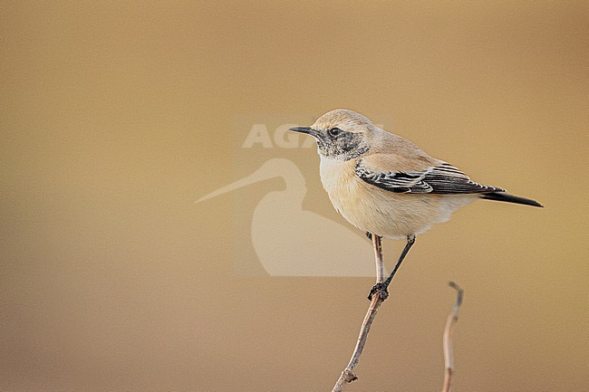  stock-image by Agami/Menno van Duijn,