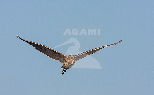 Juvenile Black-crowned Night-heron (Nycticorax nycticorax ssp. nycticorax) in flight against a blue sky as background in France. stock-image by Agami/Ralph Martin,