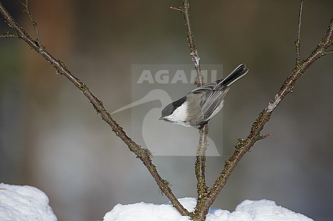 Willow Tit, Matkop, Poecile montanus borealis stock-image by Agami/Arie Ouwerkerk,