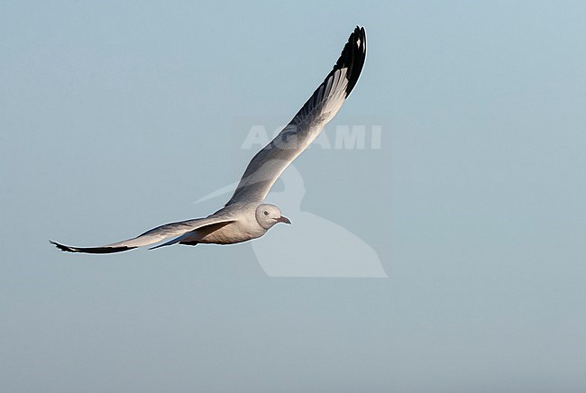 African Grey-headed gull (Chroicocephalus cirrocephalus poliocephalus) in South Africa during their summer. stock-image by Agami/Marc Guyt,