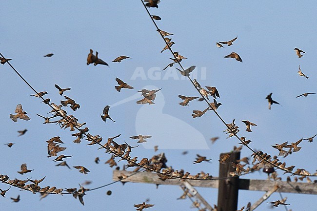 Huge flock of Eurasian Tree Sparrows (Passer montanus) on electricity wire in Los Banos, Luzon, in the Philippines. stock-image by Agami/Laurens Steijn,