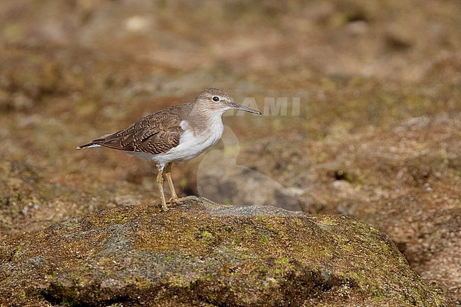 Common Sandpiper (Actitis hypoleucos) standing on a rock on a beach near Mogadishu, Somalia. stock-image by Agami/David Monticelli,