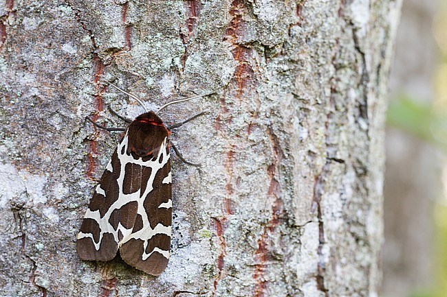 Arctia caja - Garden tiger moth - Brauner Bär, Germany (Baden-Württemberg), imago stock-image by Agami/Ralph Martin,