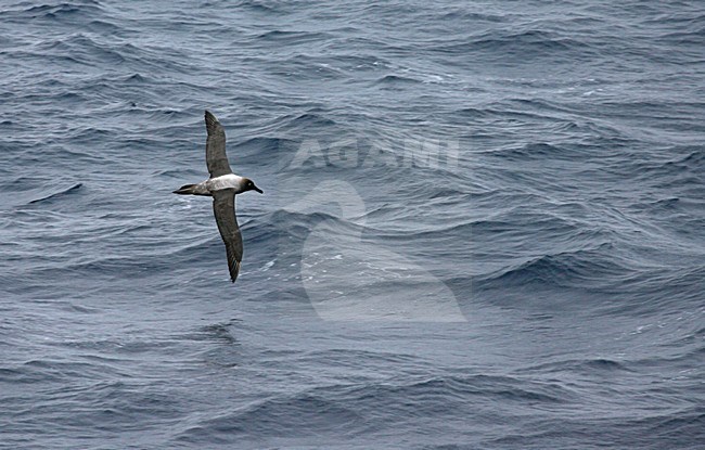 Light-mantled Sooty Albatross flying above the ocean, Roetkopalbatros vliegend boven de oceaan stock-image by Agami/Marc Guyt,