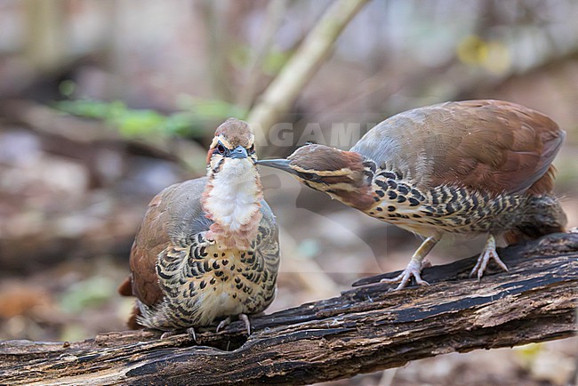 The white-breasted mesite (Mesitornis variegatus) is a ground-dwelling bird endemic to Madagascar. One of three species in the mesite family. It has a small population and is restricted to five sites in the north and west of the island, and one in the east. Here we see a unique moment of a pair of mesites preening. stock-image by Agami/Jacob Garvelink,
