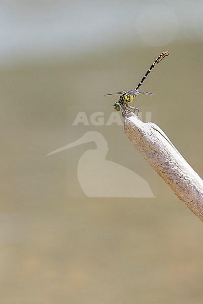Adult male Small Pincertail  stock-image by Agami/Theo Douma,