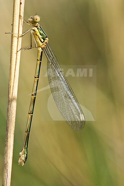 Vrouwtje Oostelijke houtpantserjuffer, Female Lestes parvidens stock-image by Agami/Wil Leurs,