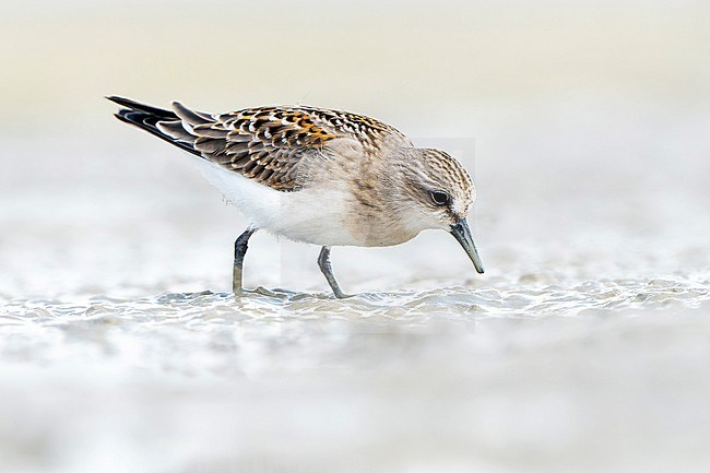 First-winter Red-necked Stint (Calidris ruficollis) during autumn migration in Mongolia. stock-image by Agami/Dani Lopez-Velasco,