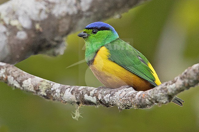 A male Chestnut-breasted Chlorophonia (Chlorophonia pyrrhophrys) at Cali, Colombia. stock-image by Agami/Tom Friedel,
