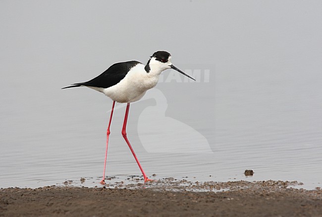 Black-winged Stilt adult perched near water; Steltkluut volwassen staand bij water stock-image by Agami/Roy de Haas,