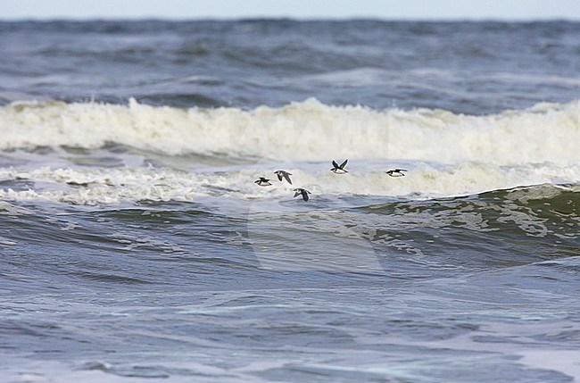 Kleine Alk in vlucht, Little Auk in flight stock-image by Agami/Arie Ouwerkerk,