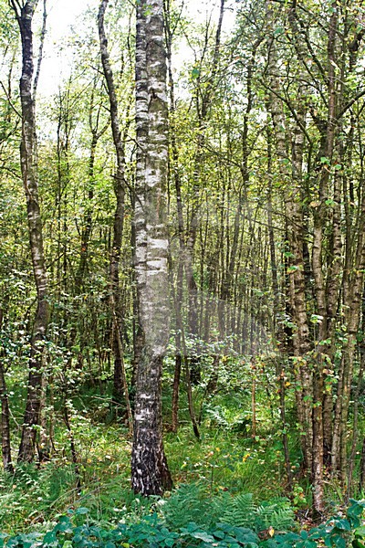 Engbertsdijkvenen, Netherlands stock-image by Agami/Marc Guyt,