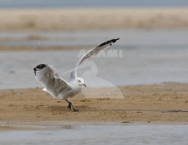 Audouins Meeuw vliegend; Audouins Gull flying stock-image by Agami/Roy de Haas,