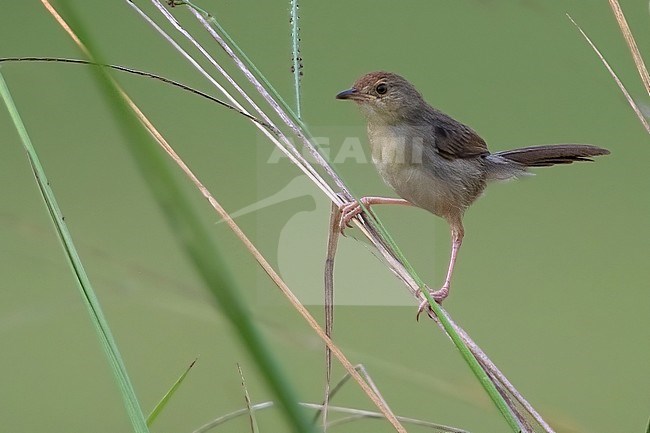 Chattering Cisticola (Cisticola anonymus) perched on a grass stem in a tropical swamp in Equatorial Guinea. stock-image by Agami/Dubi Shapiro,