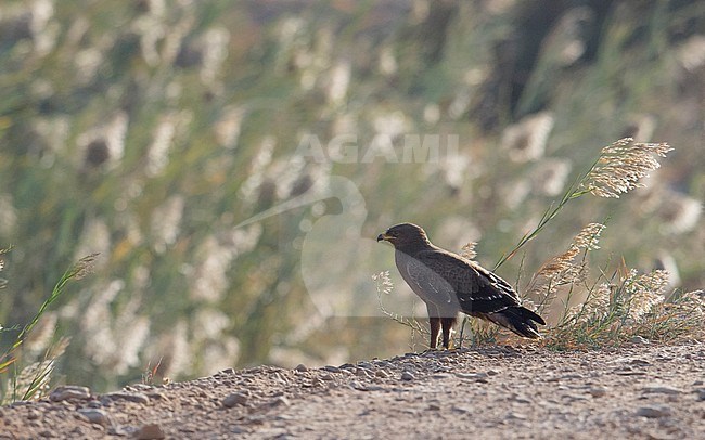 Immature Lesser Spotted Eagle (Clanga pomarina) roosting on the ground during autumn migration in Israel. stock-image by Agami/Markku Rantala,