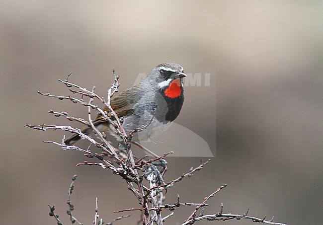Himalayan Rubythroat, (Luscinia pectoralis) stock-image by Agami/Pete Morris,