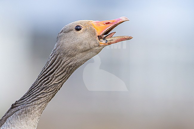 Grauwe Gans, Greylag Goose, Anser anser stock-image by Agami/Menno van Duijn,