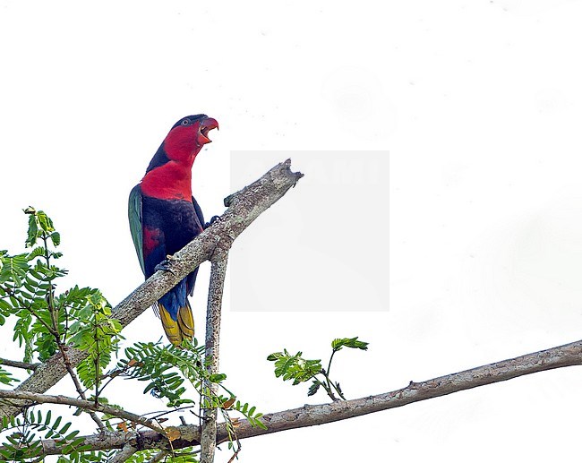 Black-capped Lory (Lorius lory) in West Papua, Indonesia. stock-image by Agami/Pete Morris,