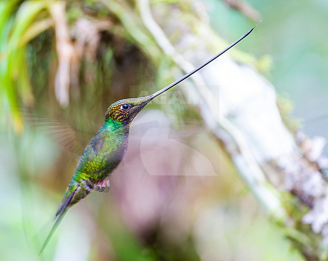Sword-billed Hummingbird (Ensifera ensifera) in Ecuador. stock-image by Agami/Marc Guyt,