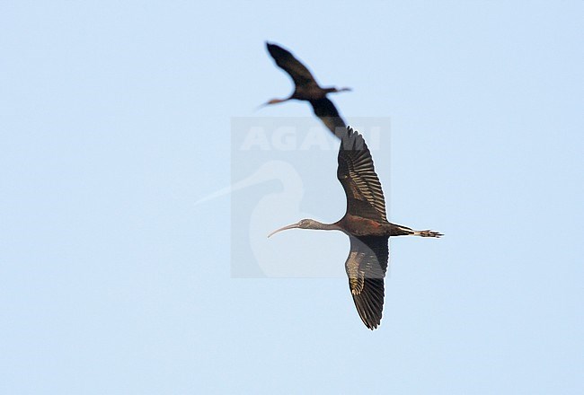 Zwarte Ibis vliegend; Glossy Ibis flying stock-image by Agami/Menno van Duijn,