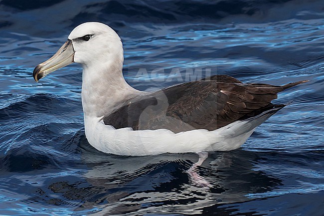 Tasmanian Shy Albatross (Thalassarche cauta) off Australia. Presumed second cycle. stock-image by Agami/Steve Howell,
