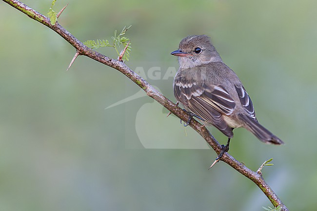 Caribbean Elaenia (Elaenia martinica) Perched on a branch in Puerto Rico stock-image by Agami/Dubi Shapiro,