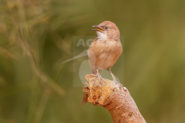 Juvenile South-western Fulvous Chatterer (Argya fulva buchanani) perched on a trunk near Atar in Northern Mauritania. stock-image by Agami/Vincent Legrand,