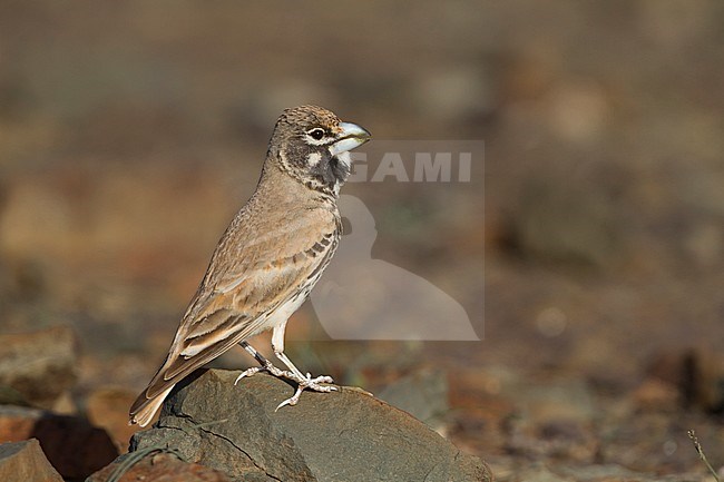 Thick-billed Lark - Knackerlerche - Rhamphocory clotbey, Morocco, male stock-image by Agami/Ralph Martin,